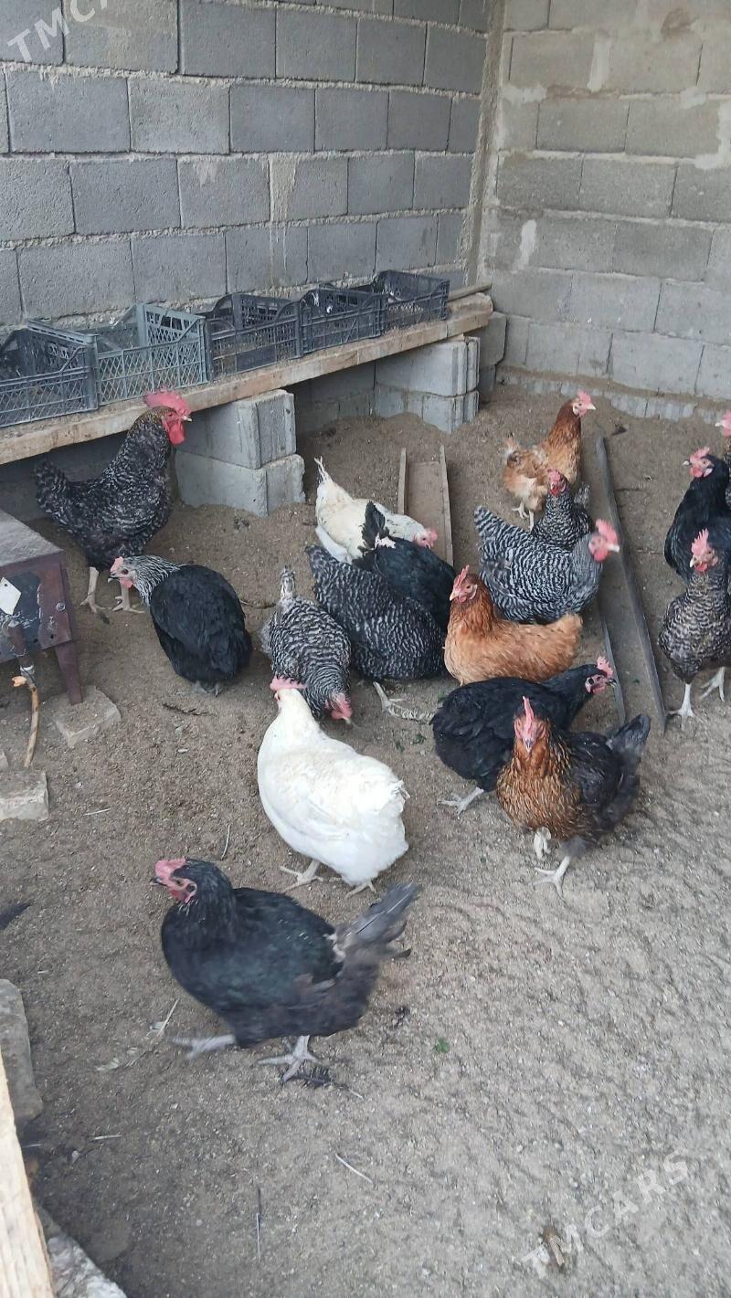 Ataks Towuk - Кипджак - img 1