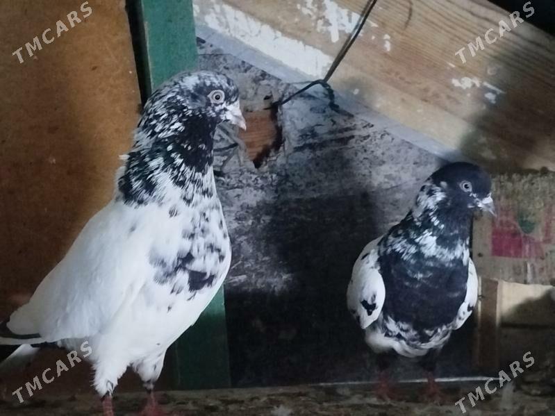 Kepderi - Ашхабад - img 1