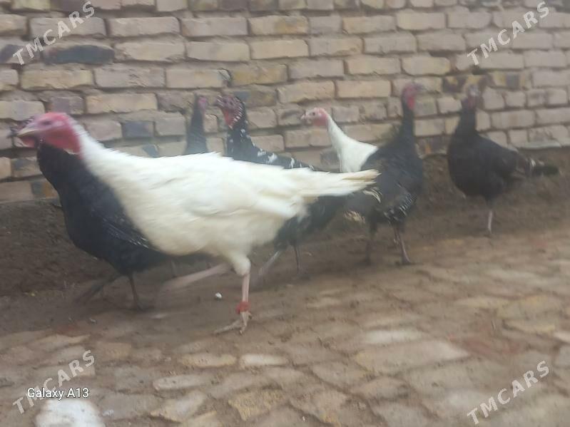 induk - Гороглы (Тагта) - img 1