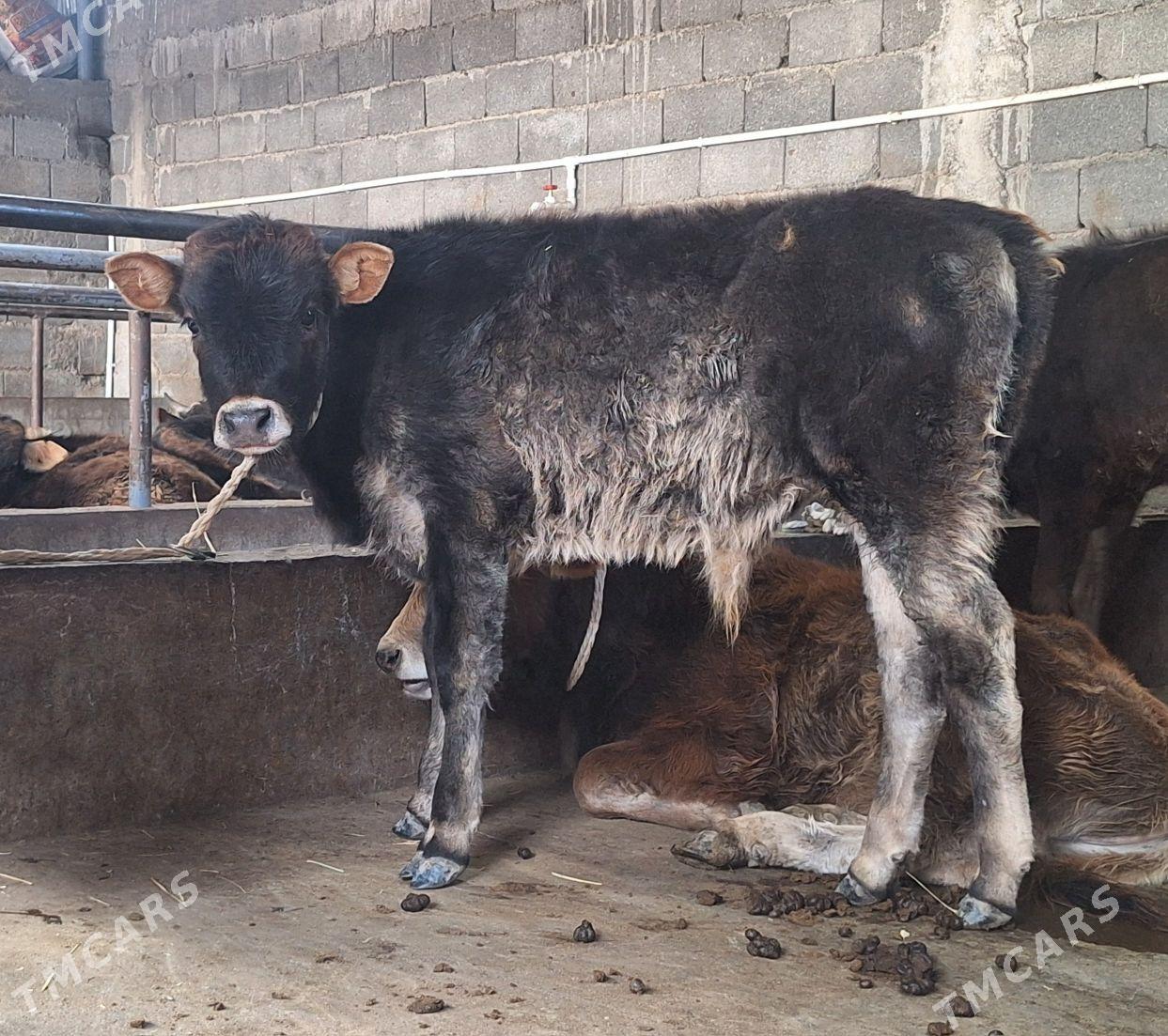 öküz - Aşgabat - img 1