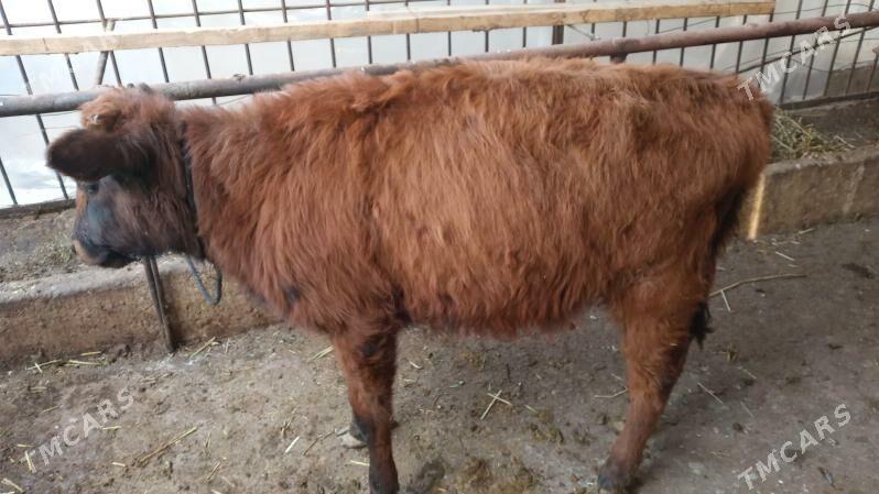 gole - Tejen - img 1