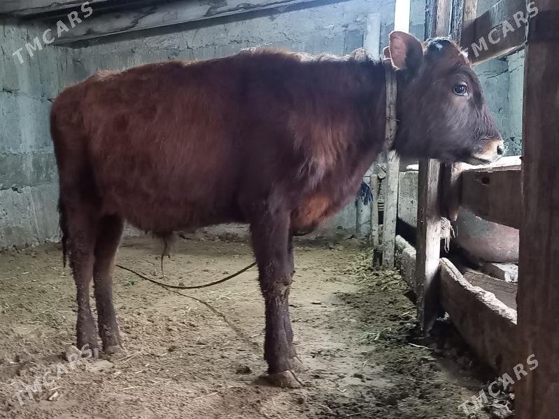 Öküz - Büzmeýin - img 1