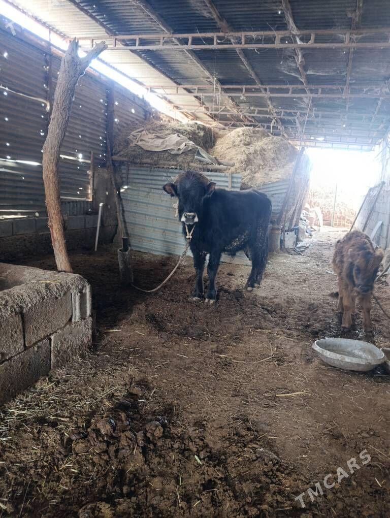 Okuz - Бабадайхан - img 1