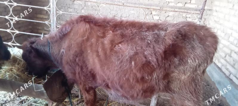 Tuwe - Babadaýhan - img 1