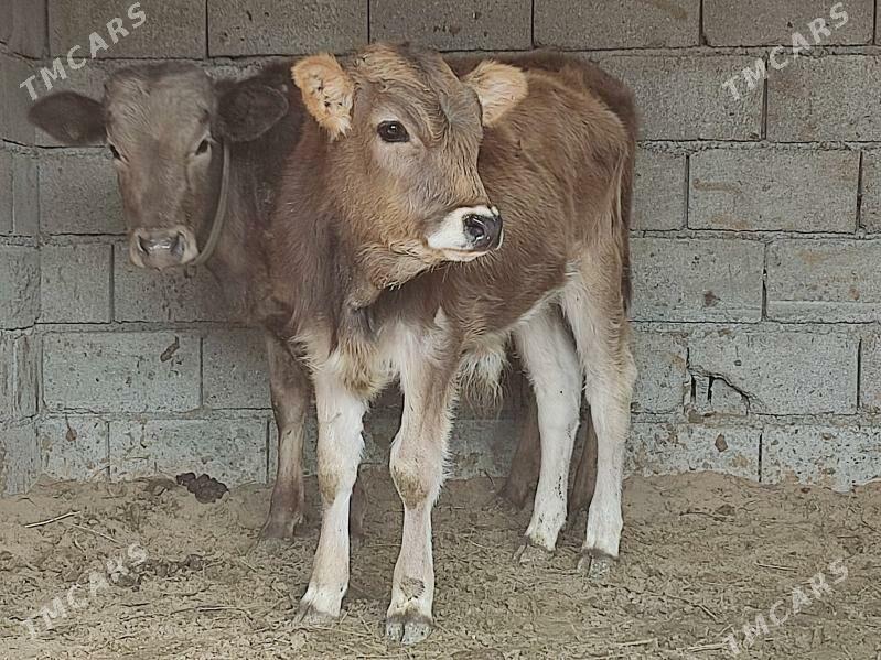 okuz - Gökdepe - img 1