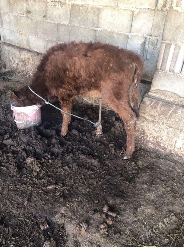 tuwe - Garadamak Şor - img 1