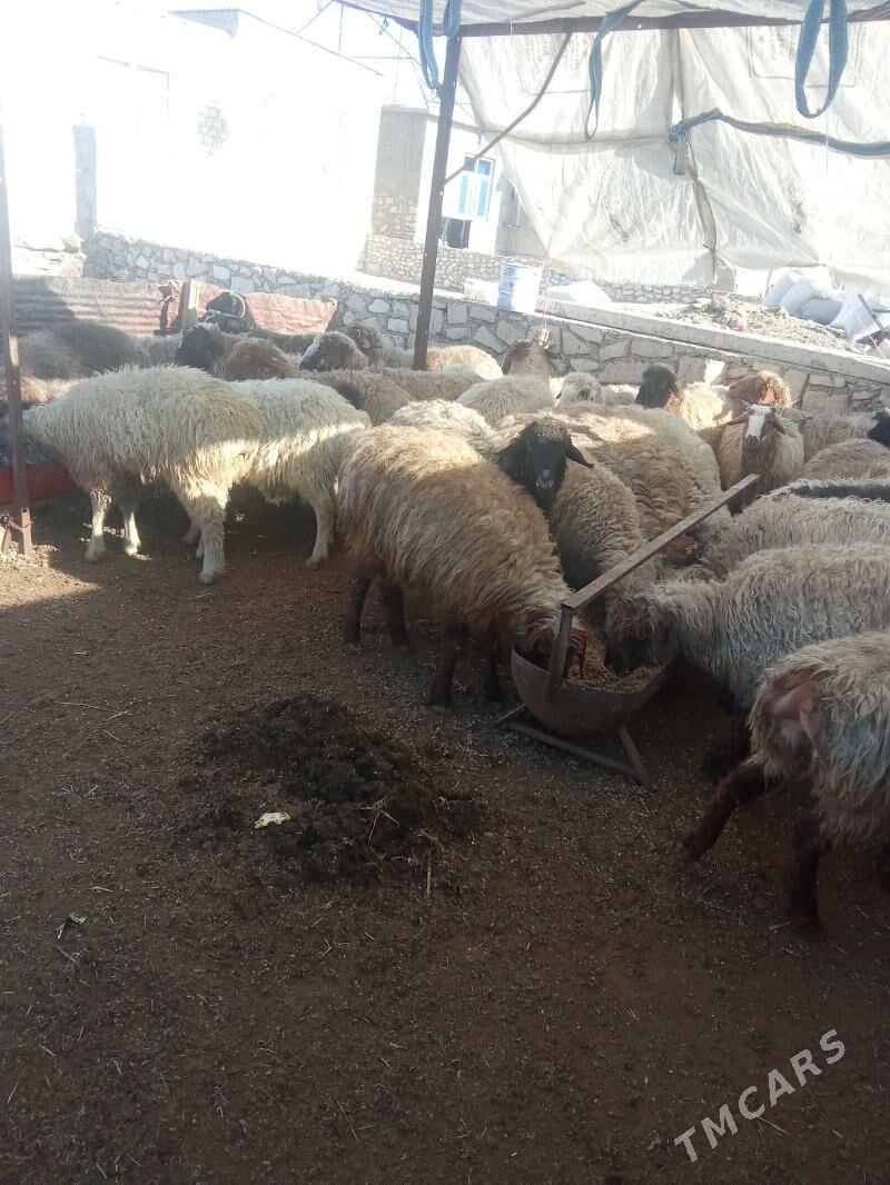 tokly - Туркменбаши - img 1