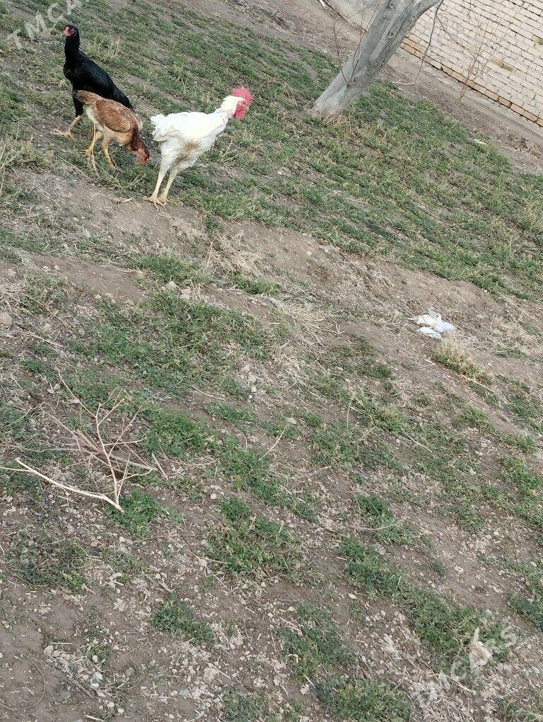 Şappat - Чарджоу - img 1