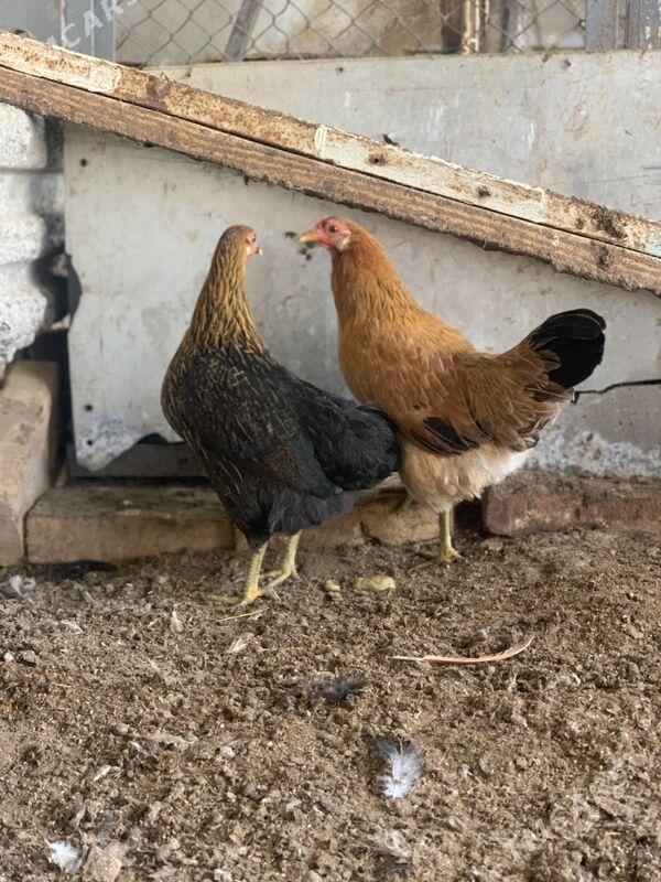 yas towuk horazlar - Mary - img 1