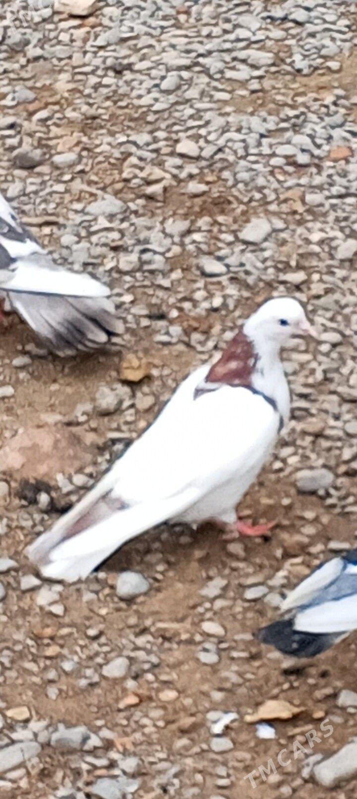 kepderi - Aşgabat - img 1