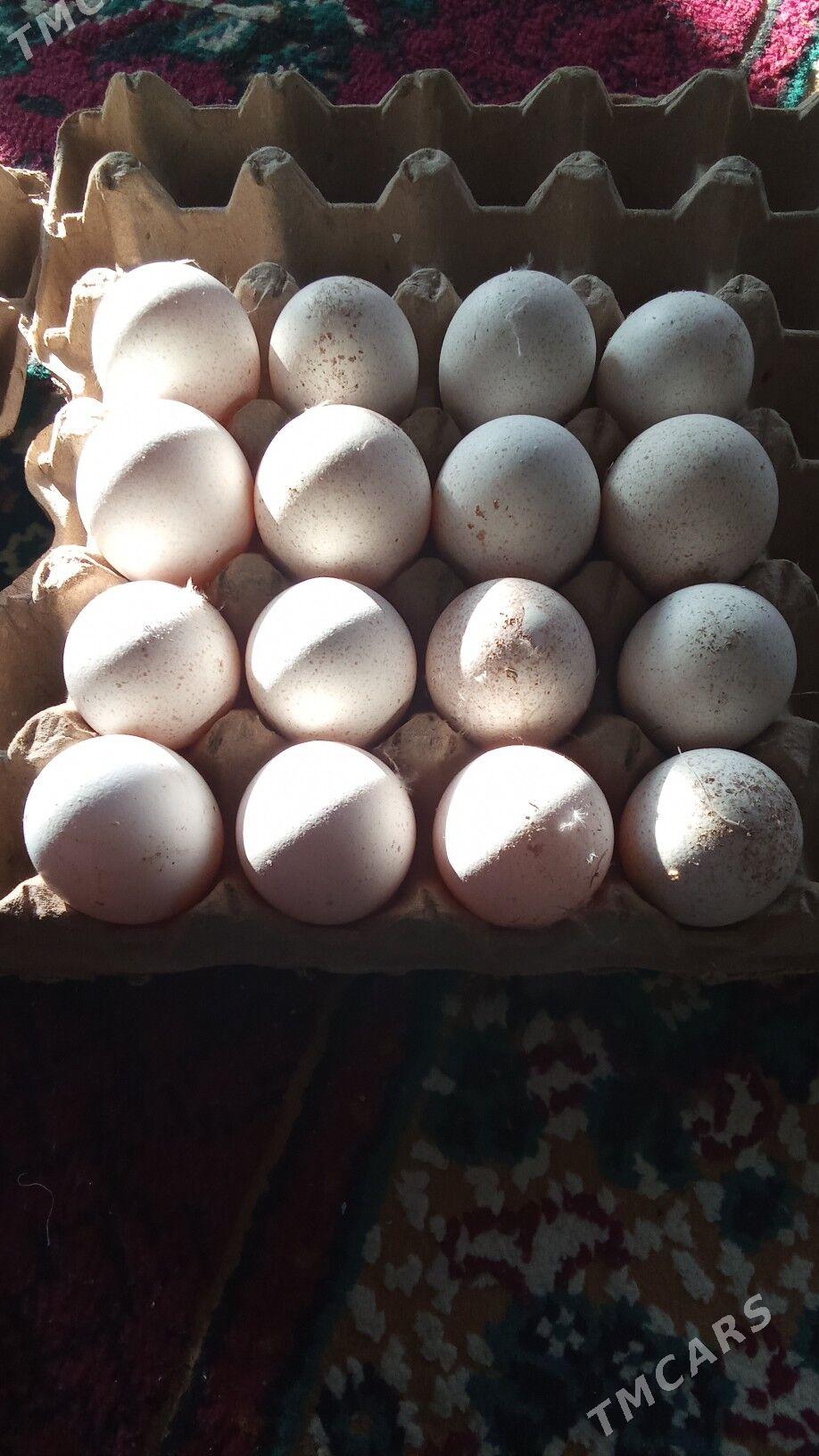 Induk - Херрикгала - img 1