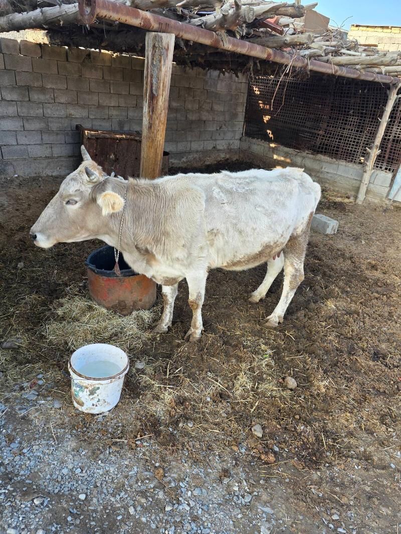 Sygyr goleli - Gökdepe - img 1