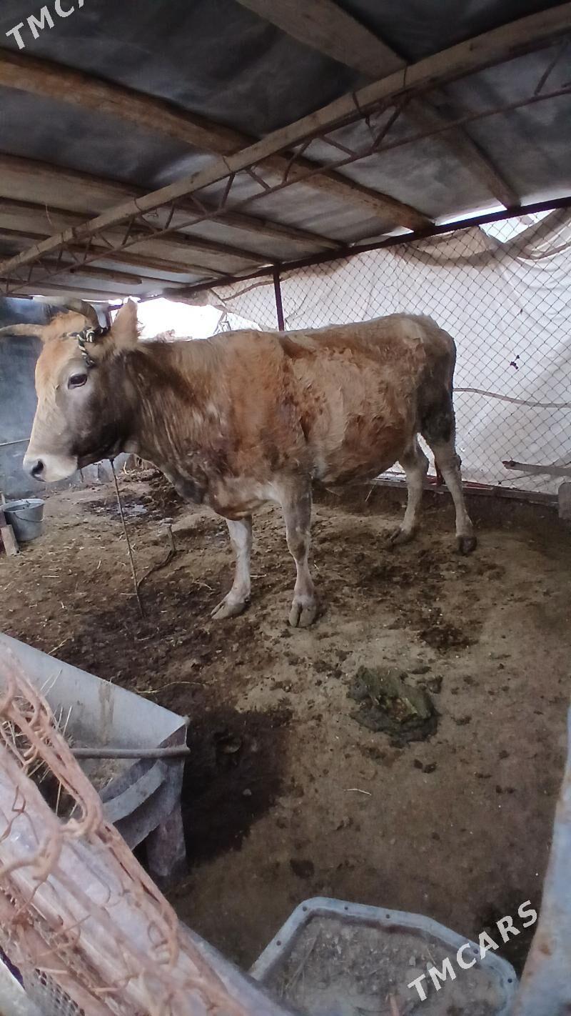 gysyr sygyr - Mary - img 1