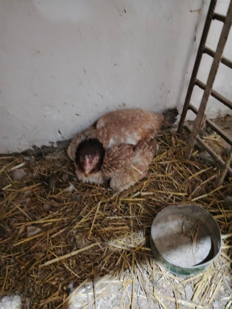 kurk towuk - Daşoguz - img 1