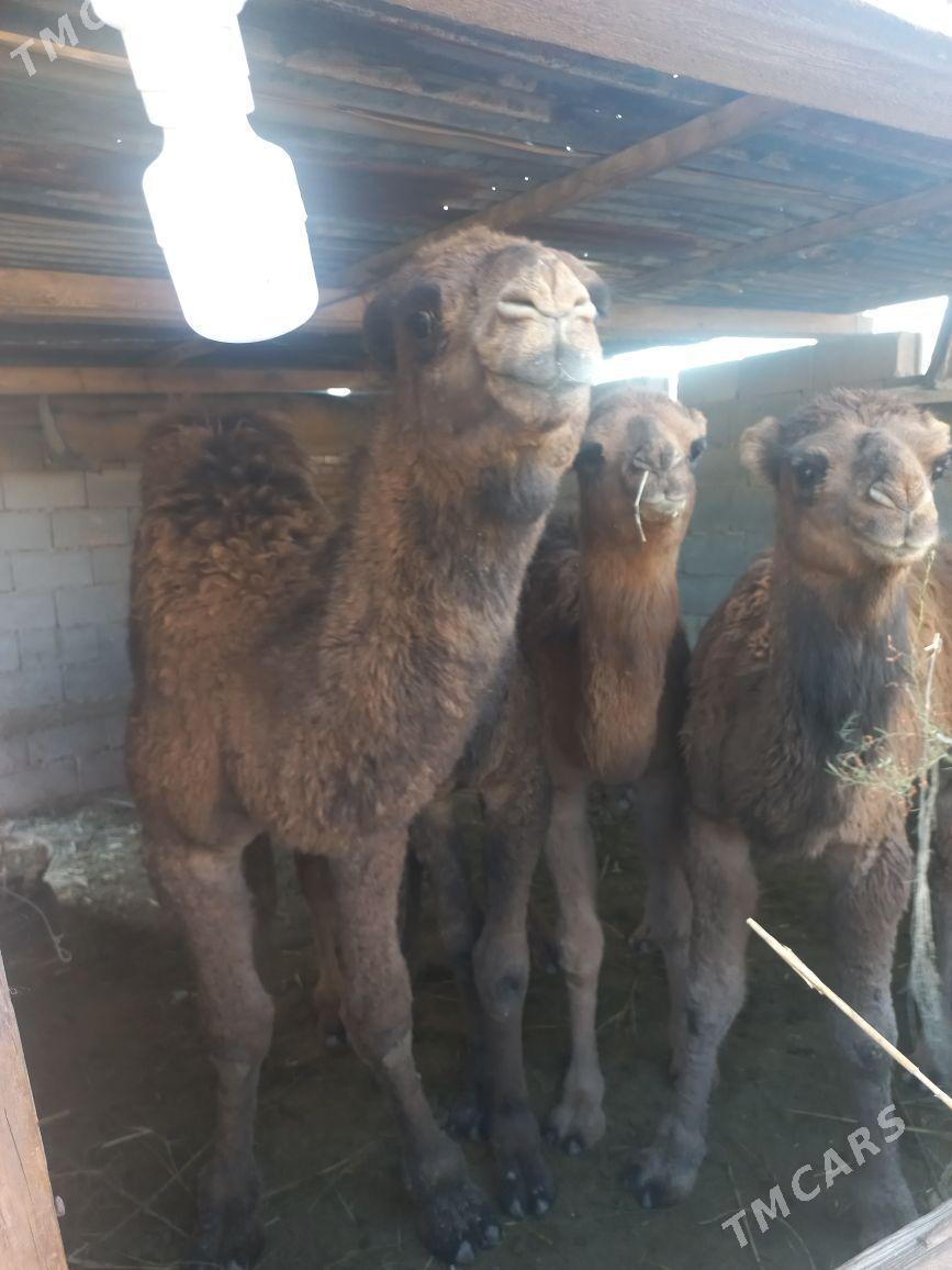 torum - Tejen - img 1