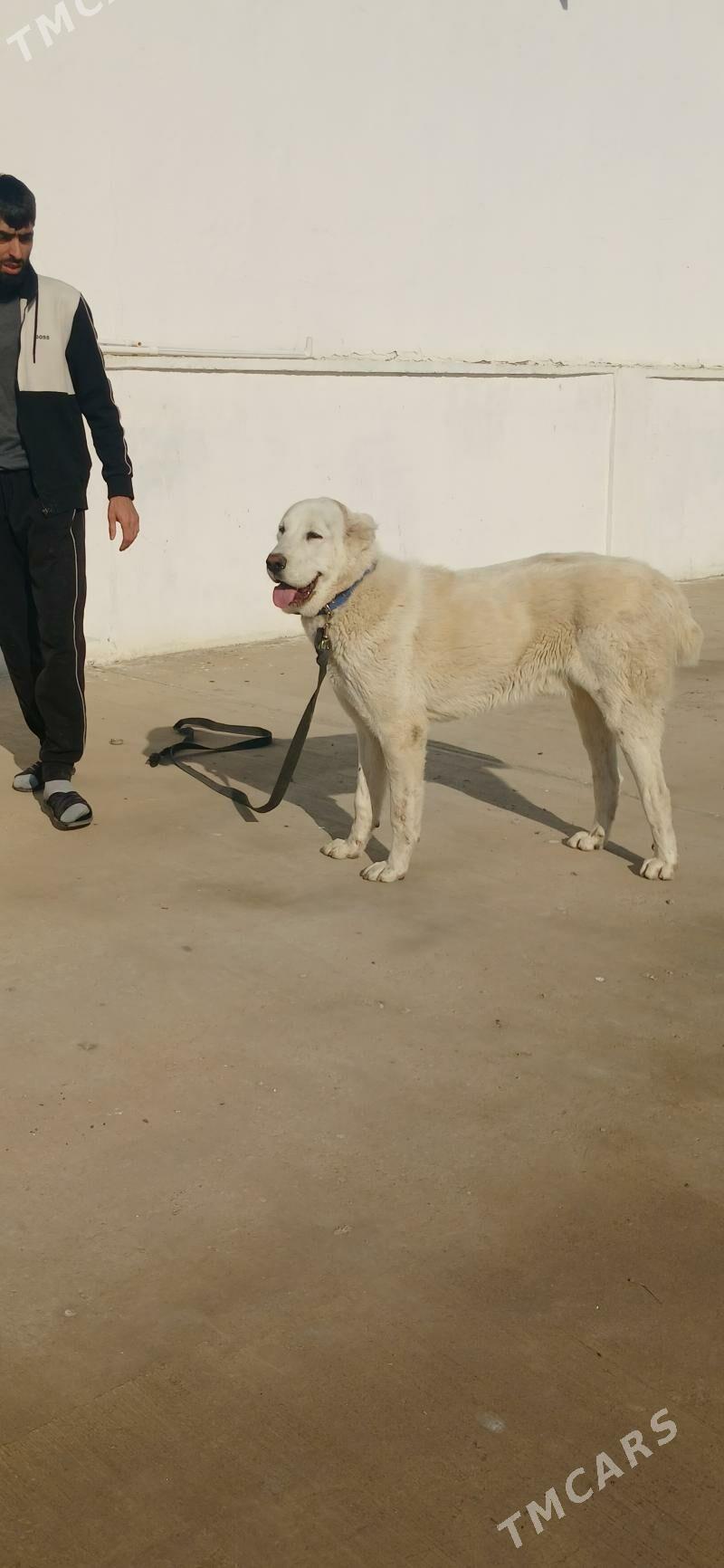 akguşuñ ogly - Çoganly - img 1