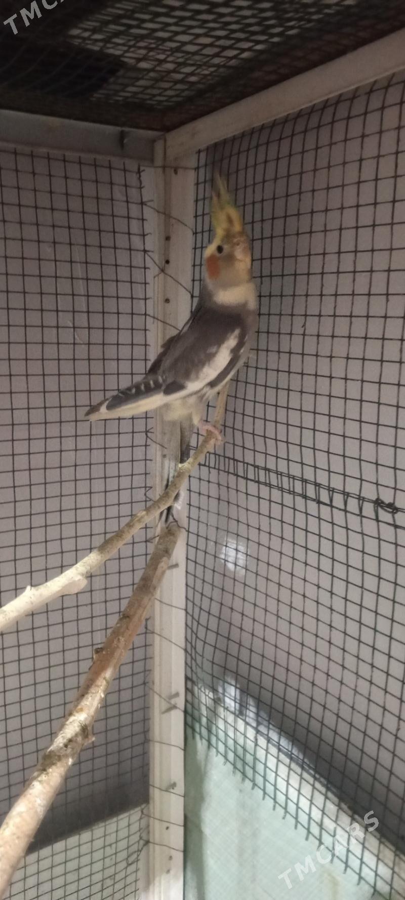 Guş Karella - Çoganly - img 1