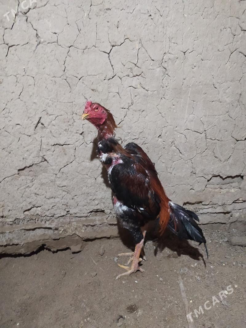 Arasa özwek kakasy - Murgap - img 1