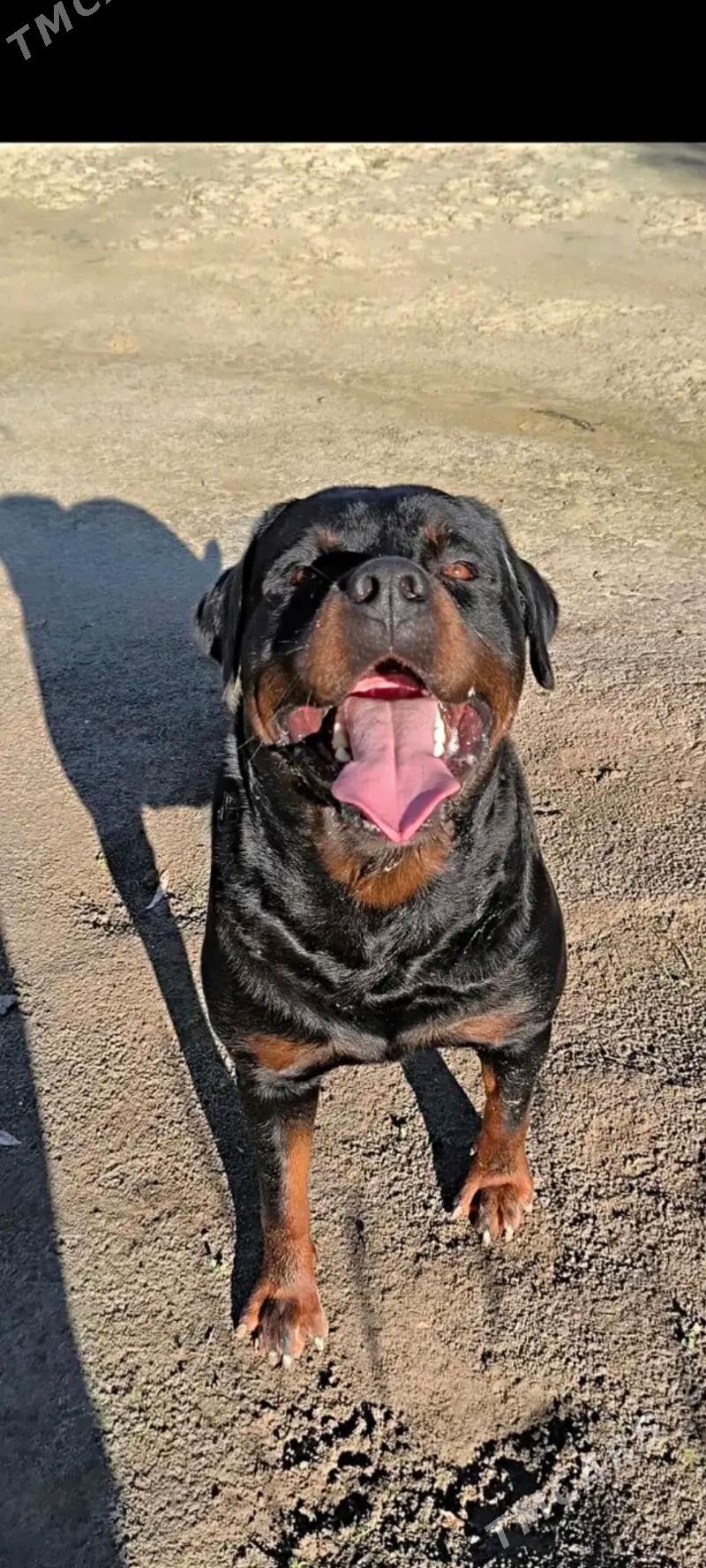 rottweiler - Дашогуз - img 1