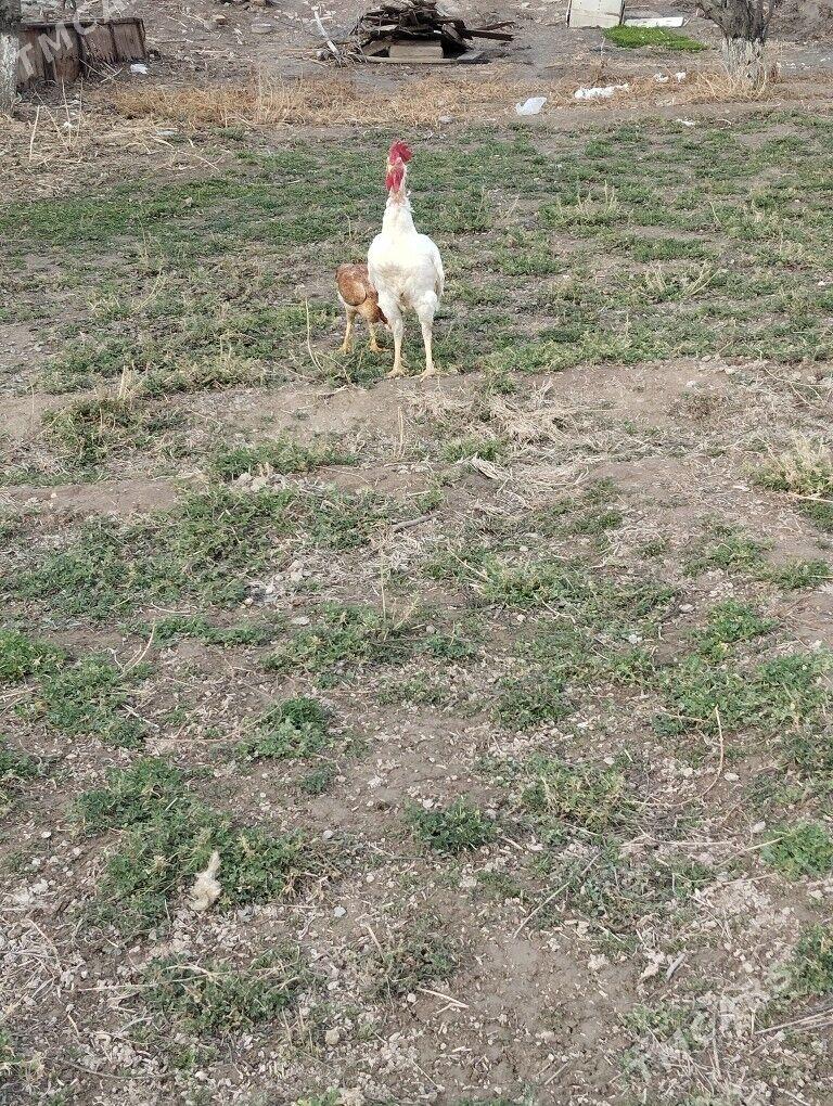 Şappat - Чарджоу - img 1