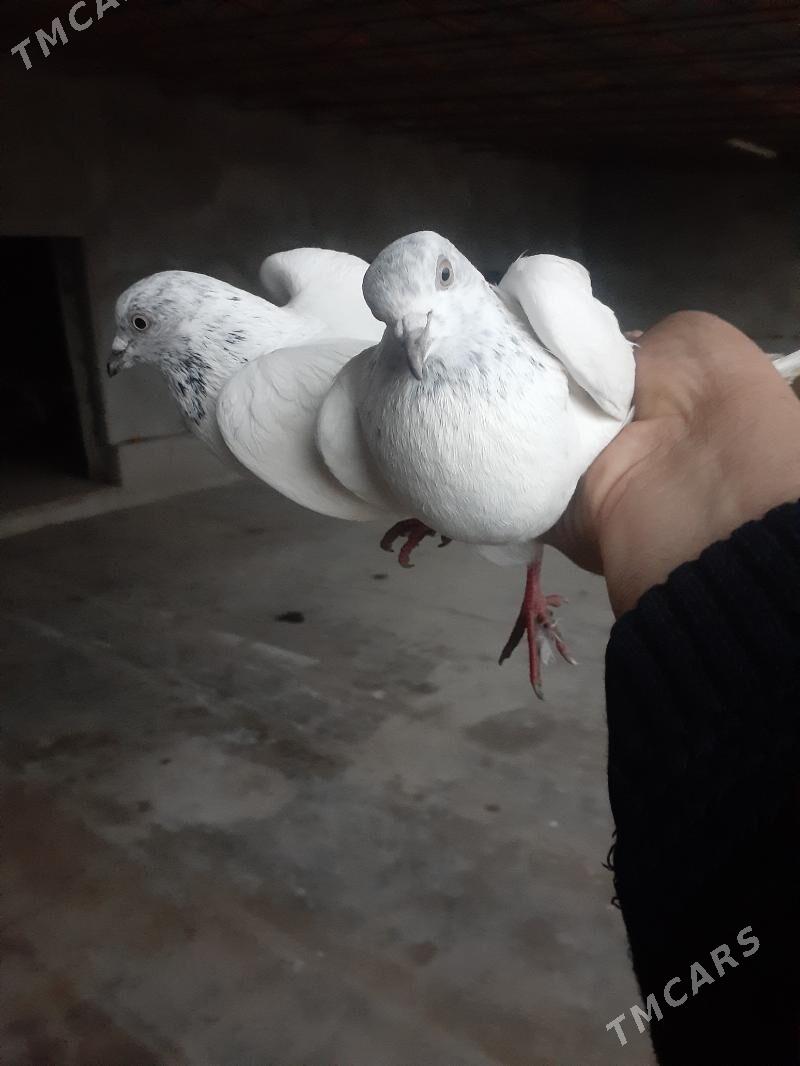 kepderi - Фарап - img 1