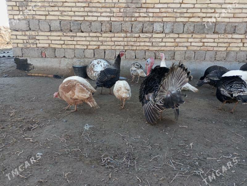 Маки индук - Туркменабат - img 1