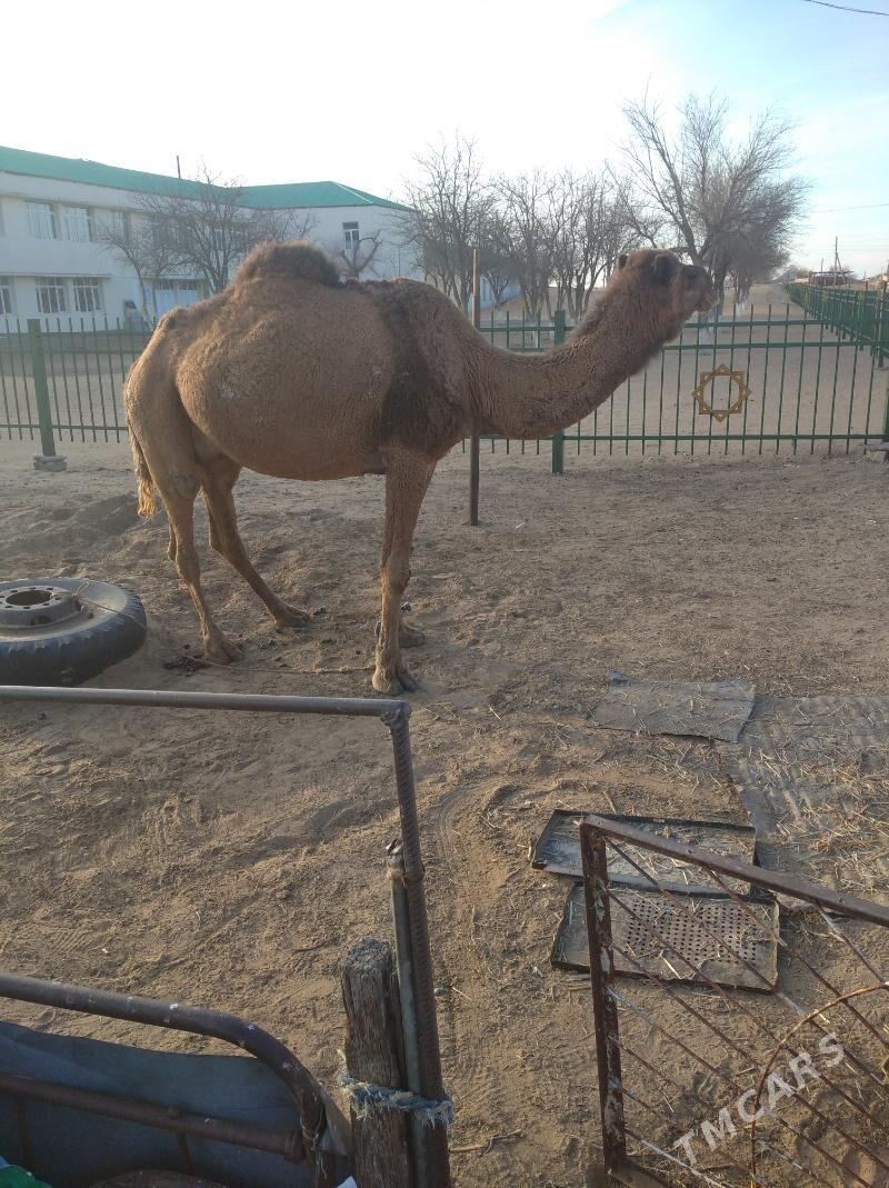 duye - Туркменбаши - img 1