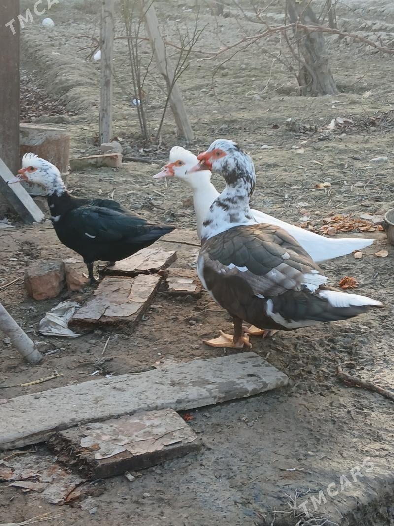 indawutga gaz - Кака - img 1