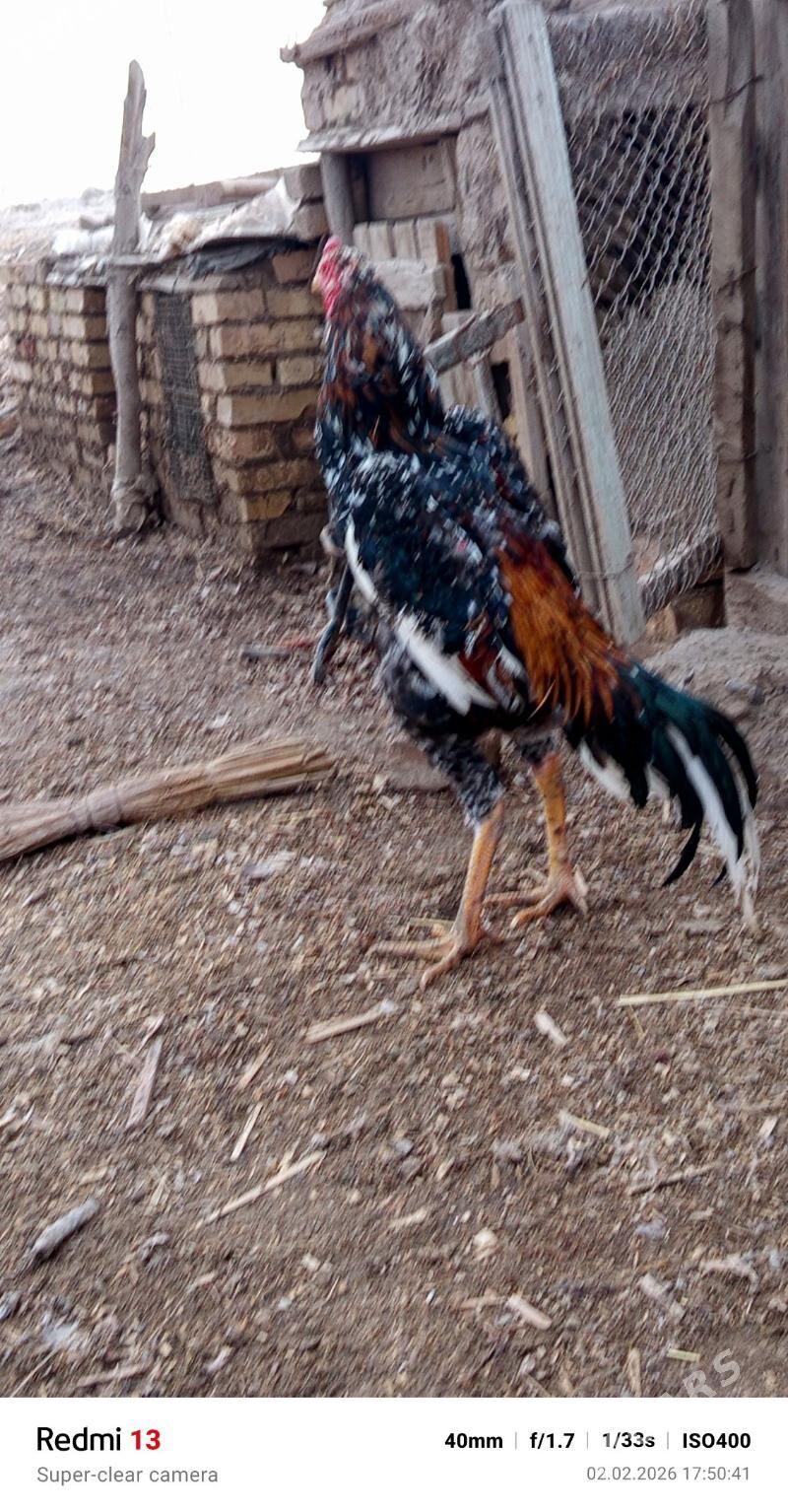 horaz - Дянев - img 1