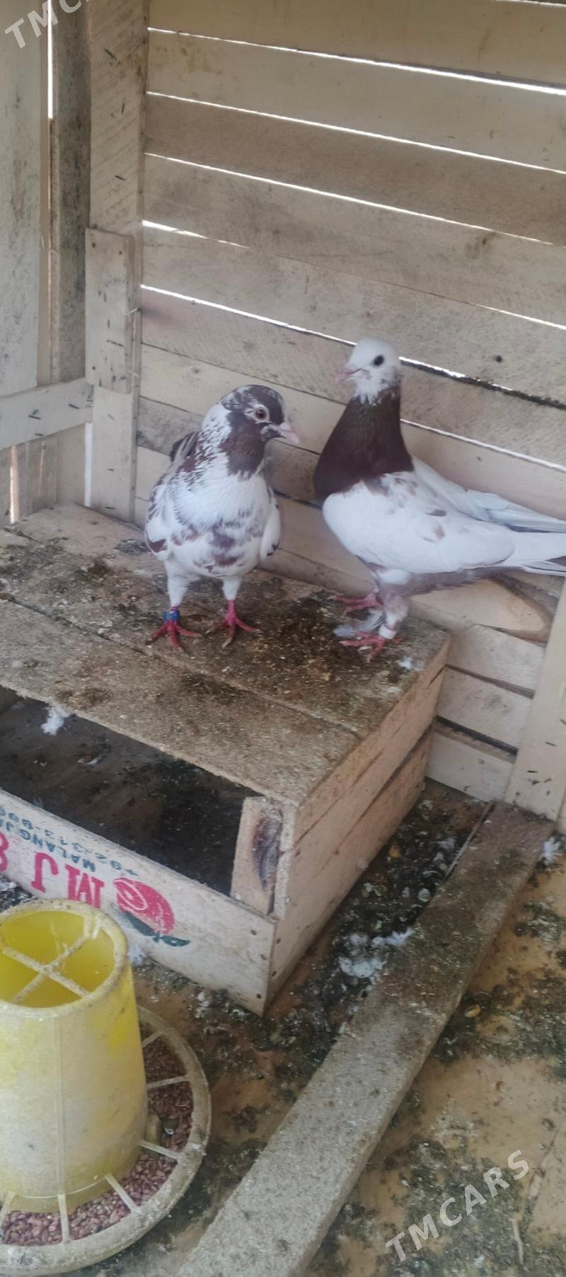 kepderi - Сакарчага - img 1