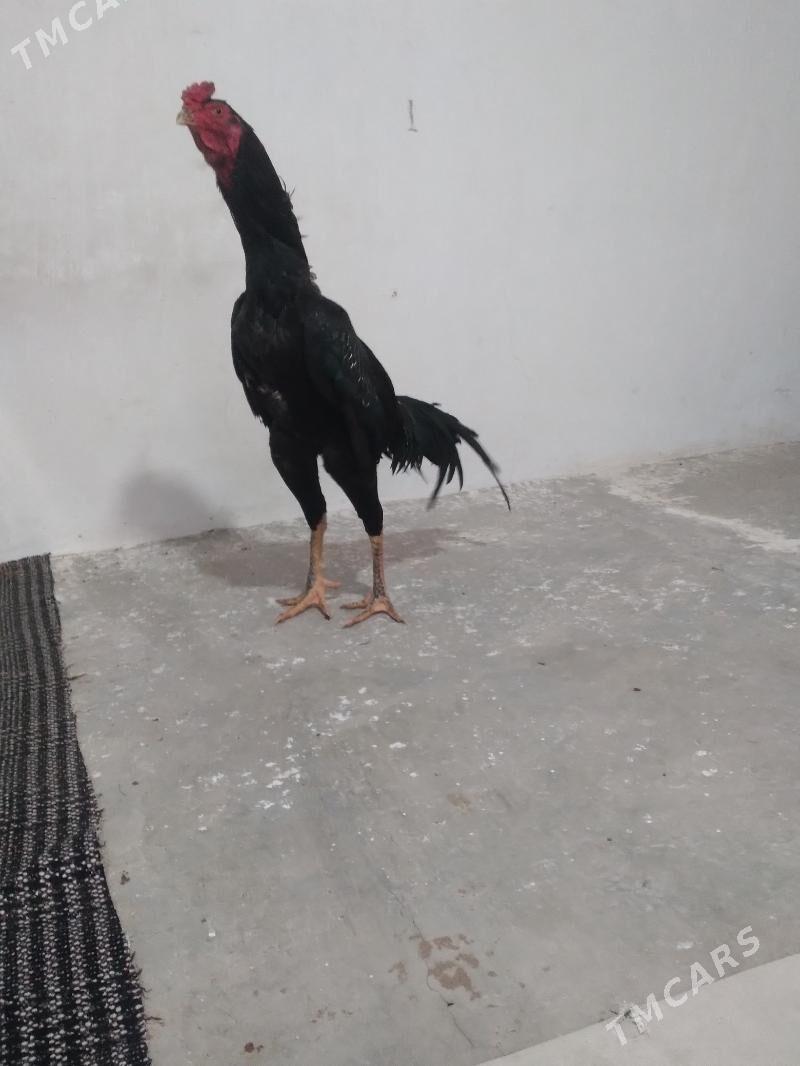 horaz - Туркменабат - img 1