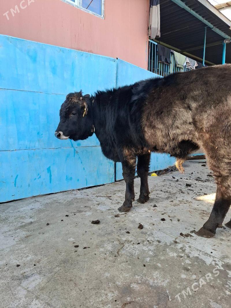 okuz - Хитровка - img 1