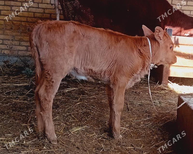 Göleli sygyr. - Dänew - img 1