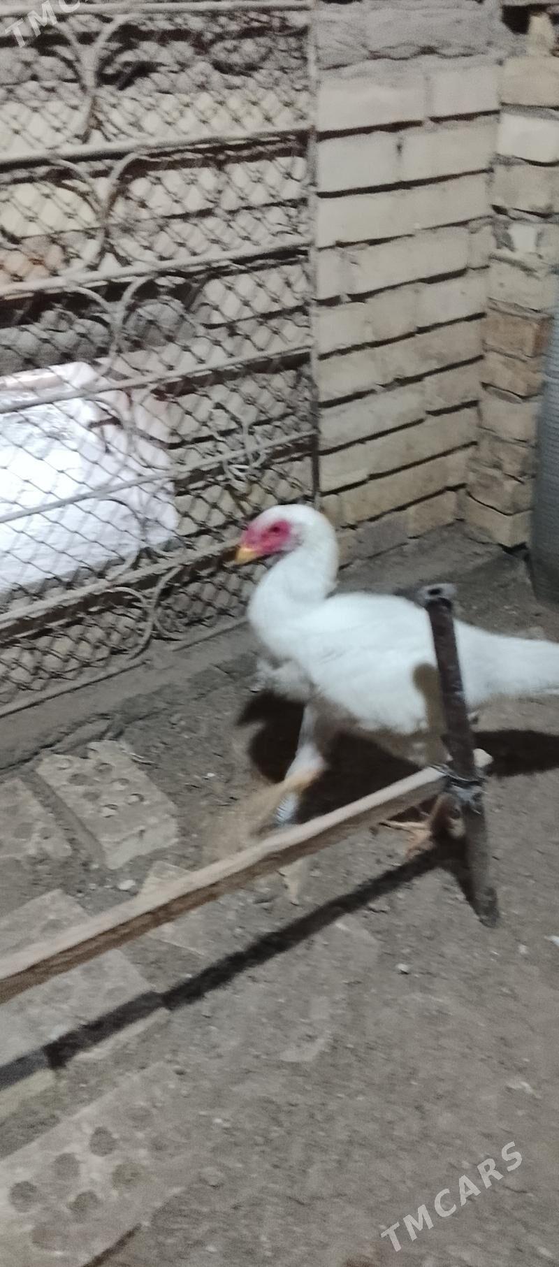 horoz - Мары - img 1