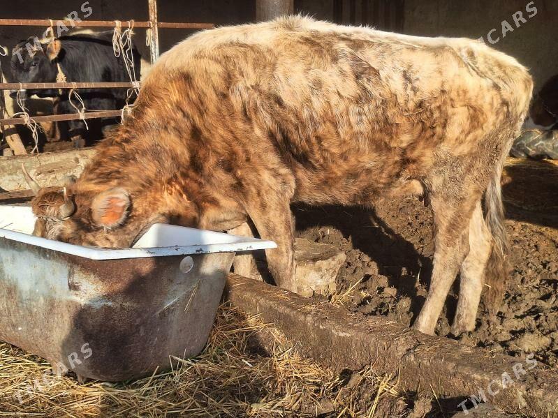 Sygyr - Änew - img 1