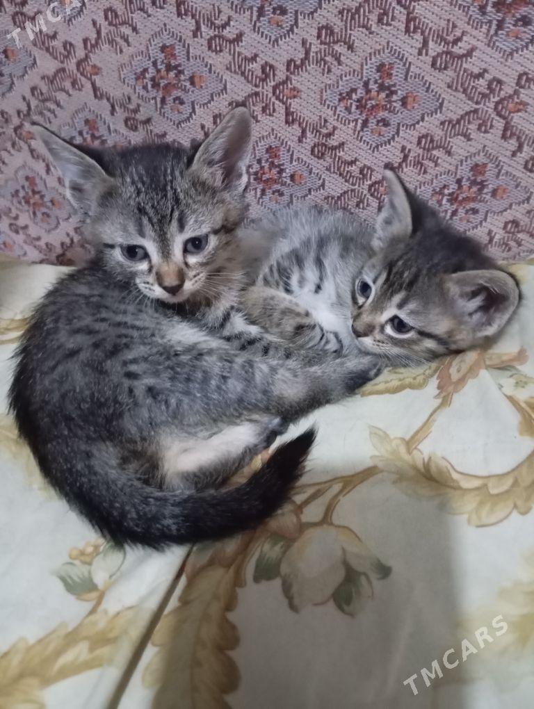 котята в добрые руки - 4 mkr - img 1