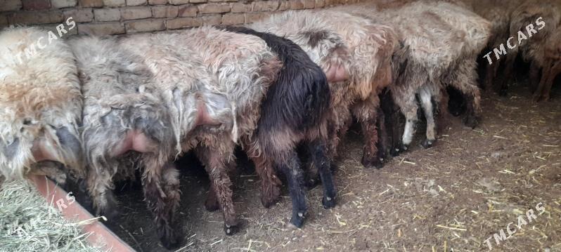 tokly - Ёлётен - img 1