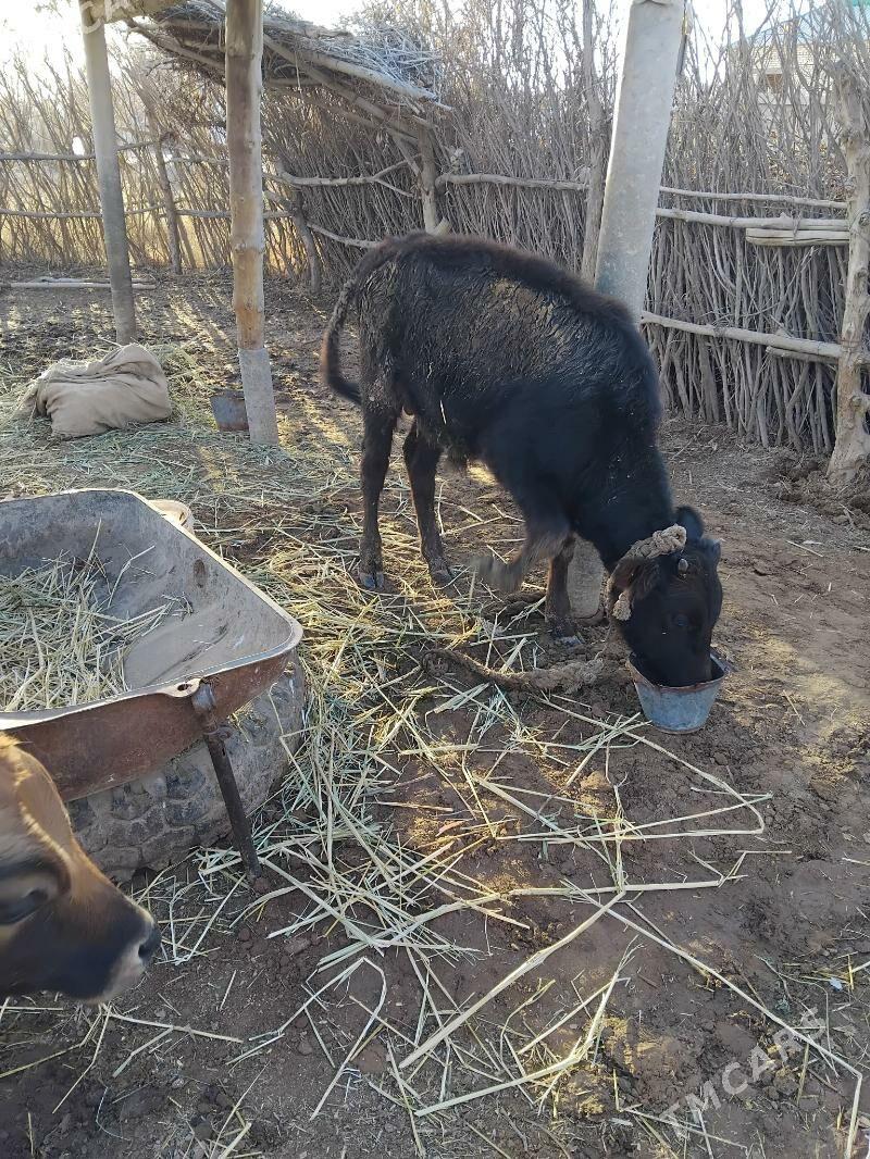 okuz - Babadaýhan - img 1