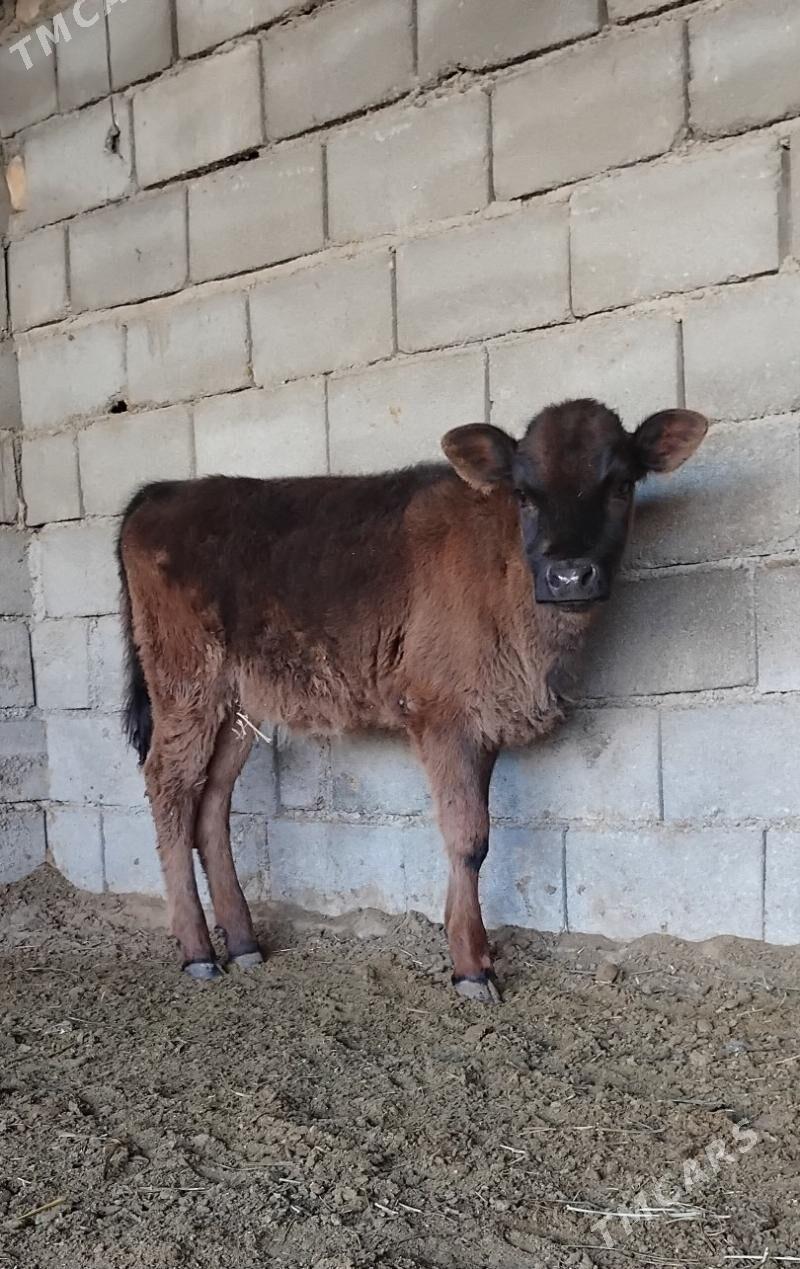 ŠWES OKUZ TUWE - Büzmeýin - img 1