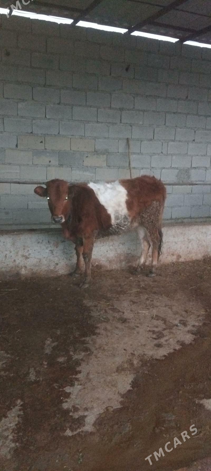 tuwe - Bäherden - img 1