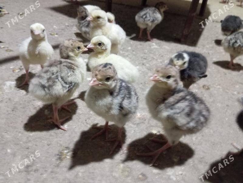 induk juje - Mary - img 1