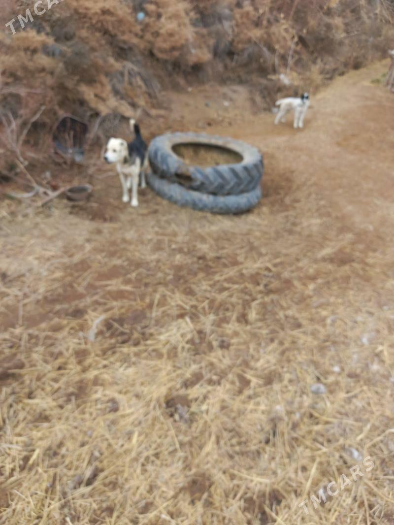 Turkmen it - Sakar - img 1