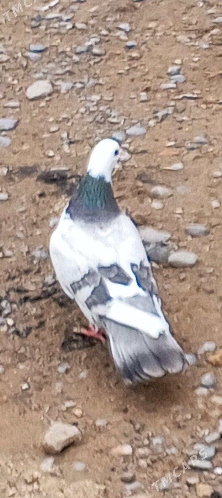 kepderi - Aşgabat - img 1