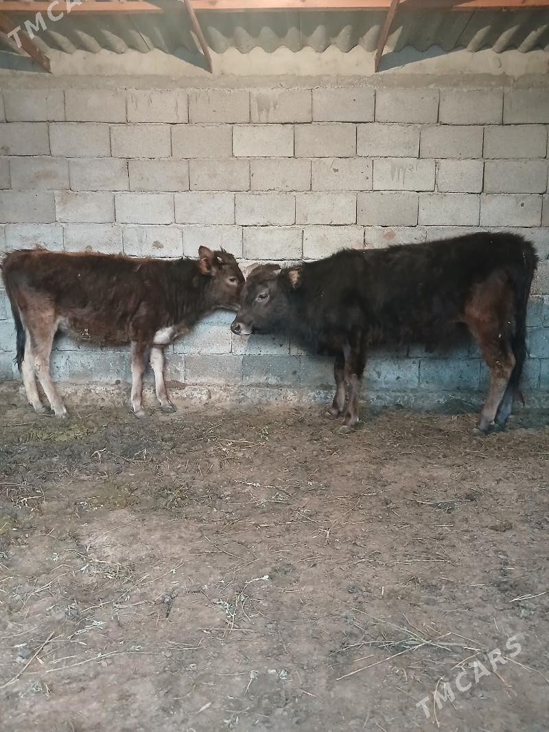 öküz tüwe - Gökdepe - img 1