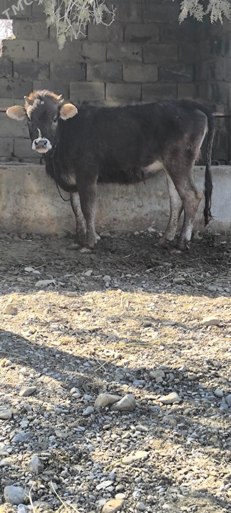 Tohum tuwe - Бахарден - img 1