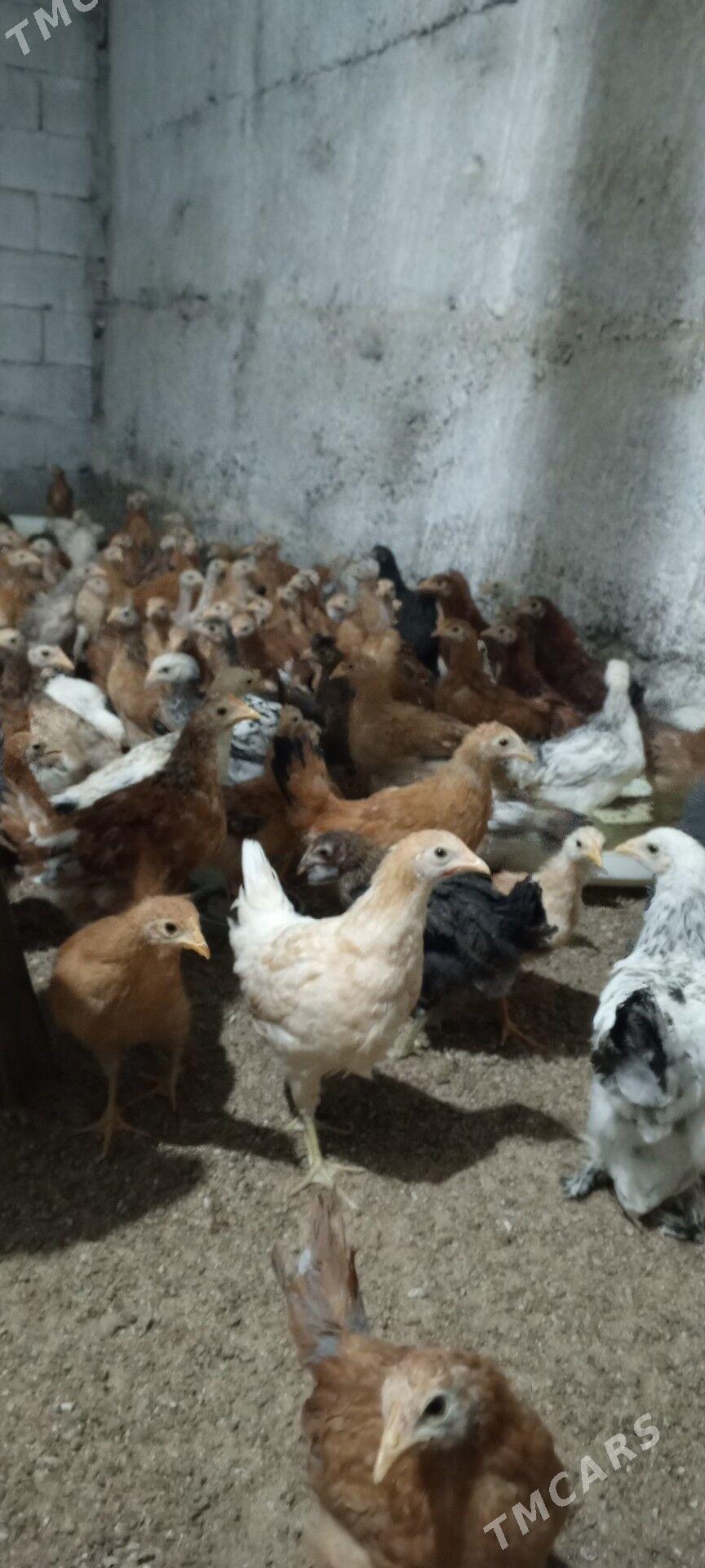 Juje - Херрикгала - img 1