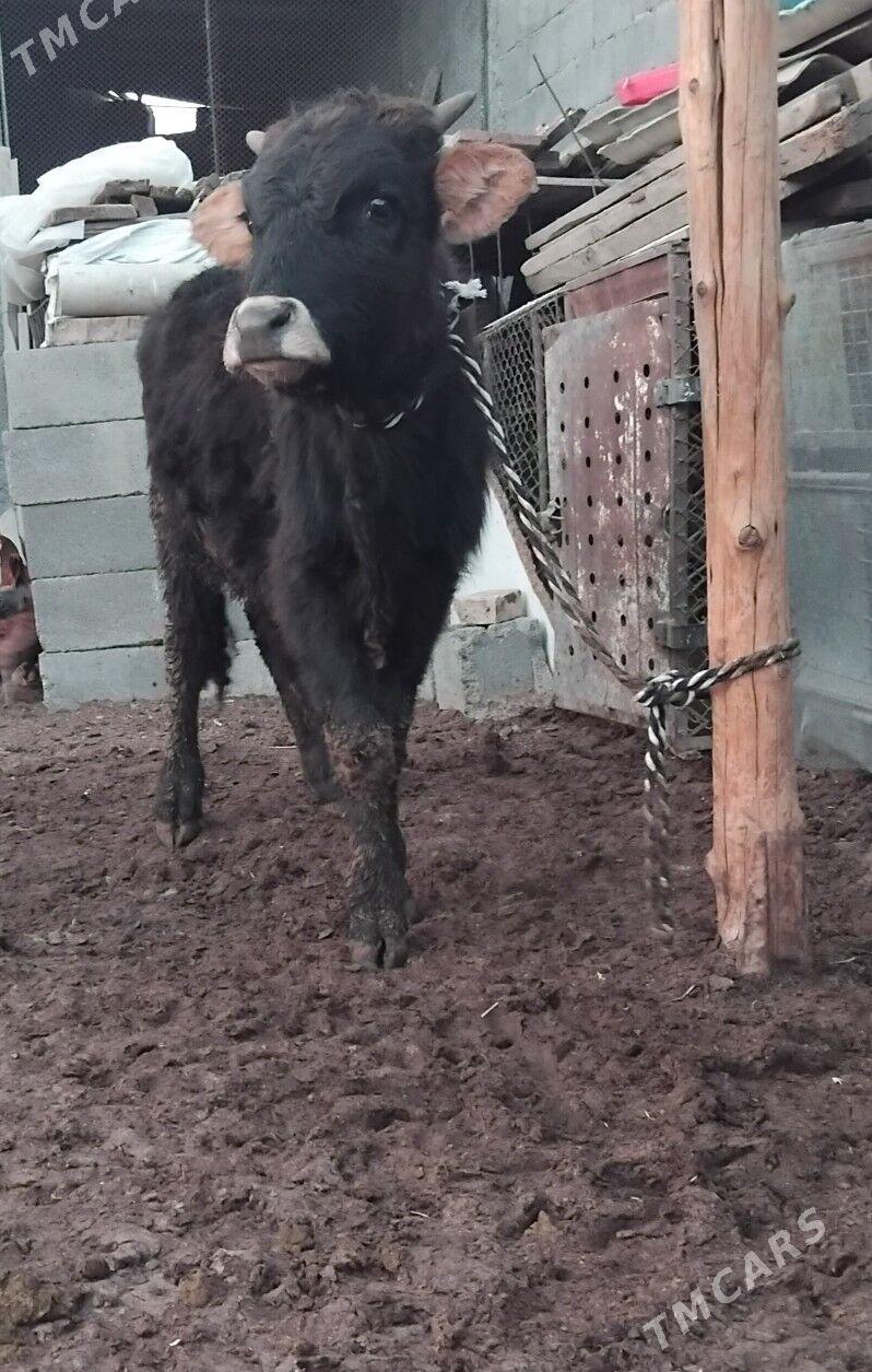 öküzçe - Garadamak Şor - img 1