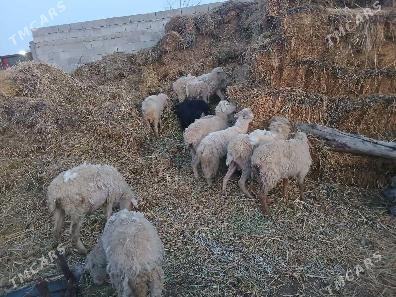 goyin - Bäherden - img 1