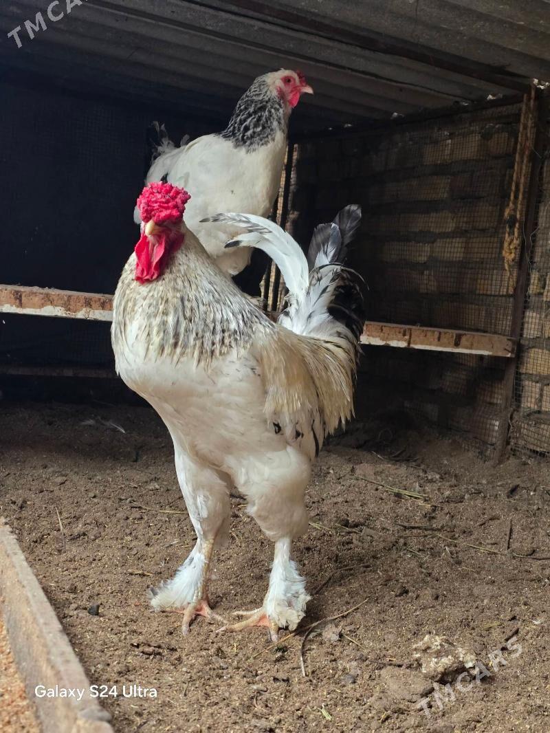 Broller horaz - Дянев - img 1