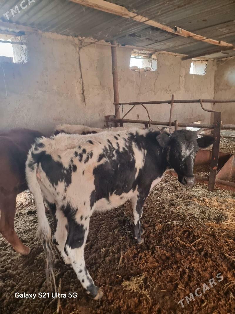 gulajynlar - Murgap - img 1